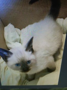 cat for adhd and fasd